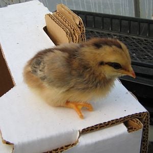 old picture of a random chick...from 2004