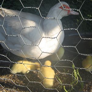 My muscovy duck with her ducklings..I miss her too.