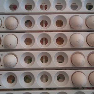 Automatic Egg Turner