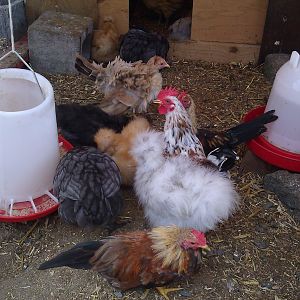 My splash and buff silkie with my serama's and orpingtons!