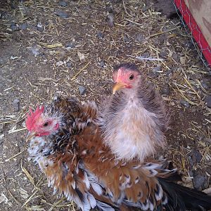 My LIttle tiny Gina(silkie serama) and a Spangle frizzle serama