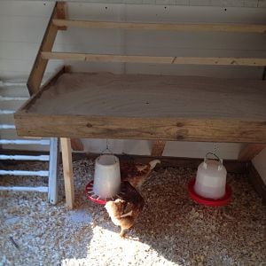 This is the poop deck completed.  I love it, it is the best feature we have so far.  the girls poop when they roost, it has sweet PDZ in it, so i use a cat litter scoop and clean it in the morning on the weekends and after work during the week.  the poop dries fast and there is no smell or flies.  i would recommend this to all.