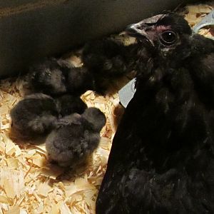 New chick now acclimated with mama hen and other 4 siblings