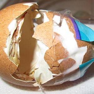 This view shows the extent of the damage to the egg and what we taped up.  This side has clear tape so you can see how much shell was missing, having flaked off after getting stepped on.
