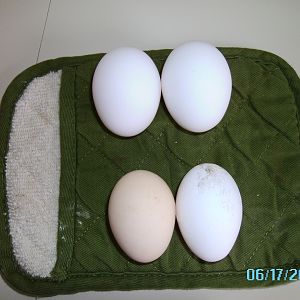 Henrietta must b feeling better now (reference pics from 6/1 with 2 different sized white eggs):  the 2 eggs on the bottom are Cleo/brown and Henrietta/white from about 5 days ago;  the 2 eggs on top are from both leghorns today & are once again the same size (L).  I find it interesting cuz im still new at this & didnt realize sick chicks eggs could be "off", nice to know...