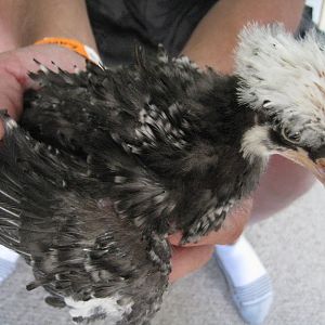 My WCB is not WCB,,,,turning cuckoo.....