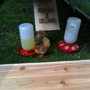 little chicks trying out the ark