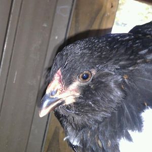 Black hen with faint gold feathers on her neck