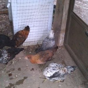 the gang - clockwise from 10...black roo, black hen, sassy, white hen, caramel & white roo