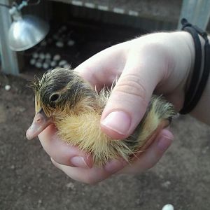 Hatcher, the first duckling to hatch 6/15/12.