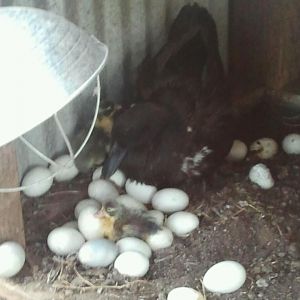 Ducklings 5/16/12. The one in front hatched that day.