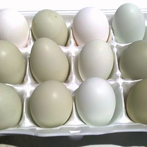 One week's eggs from my 3 new EE pullets. The 2 white ones represent the 2 that I ate!