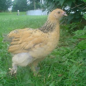 buff brahma pullet