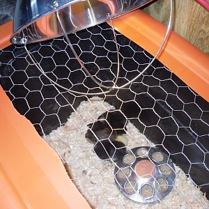 My babies 2 Barred rock and 2 Aracaunas