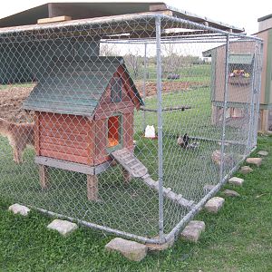 Temp doghouse coop inside dog run covered w/2x4 wire...