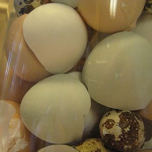 egg shells