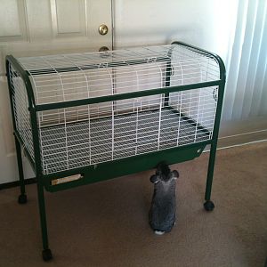 Neville, our house rabbit, says: 

"Jealousy. I haz it." 

We have a different model of this same cage for him, just a little smaller and closer to ground level so he can come and go easily. Poor little guy. Between the bigger cage and the scent of the rabbit that used to live in it, I am sure he thinks he is going to get replaced at any moment. He'll get over it once I get my birds though. :)