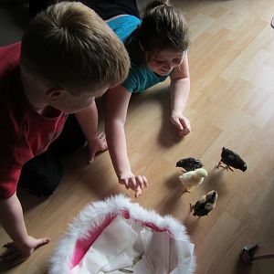Our four baby chicks. Born March 16th, 2012.