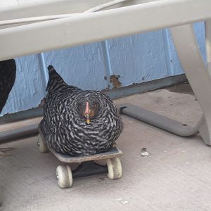 This was taken on June 3rd - this is Rock-O (Plymouth Barred Rock)