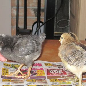 They were about 2 1/2 weeks old here.