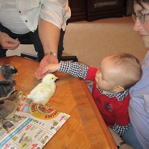 Nephew checking out the chickens