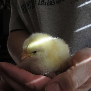 Miss Buttercup - 1 week old