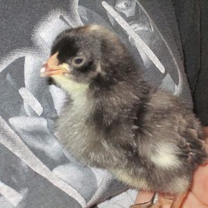 Miss Maran - 1 Week Old