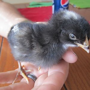 Miss Rock-O (Plymouth Barred Rock)