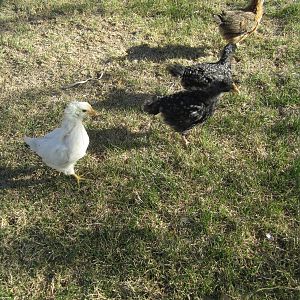 Our chicks - about a month old