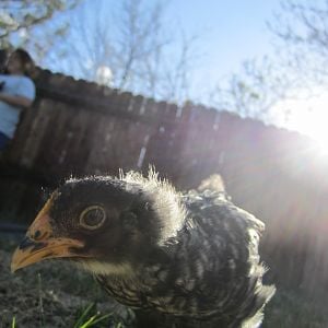 Rock-O (Plymouth Barred Rock) about a month old