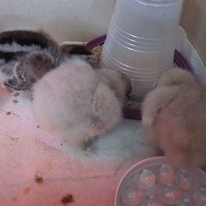 Fluffy butts eating....4 days old.