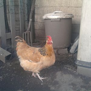 Ginger