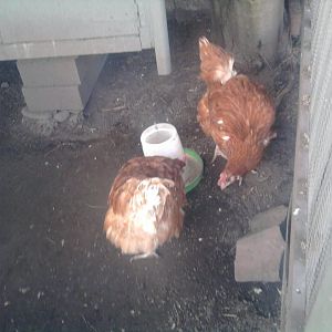 Betty (R.I..P) and bertha