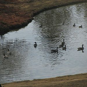 even more ducks