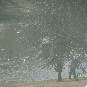 yay! now seagulls join the fun