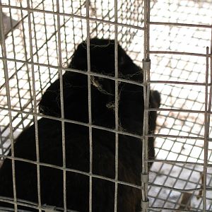 blacky!!!!! Isn't he cute!
