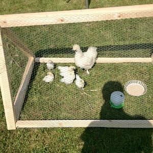 my second hatch