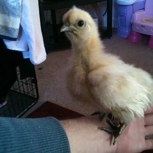 my favourite from my first hatch