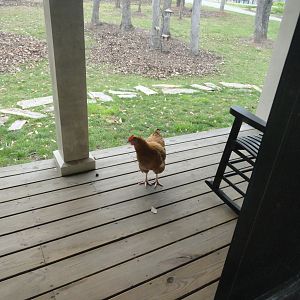 Someone is at the front door!  Who is it??