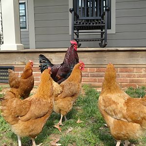 "Handsome" with his girls: "Honey," "Taffy," "Ginger," and "Cinnamon."