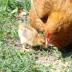 "Honey" teaches "Pepper" how to peck and forage.