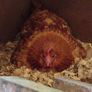 "Cinnamon" wants to be a mommy too.  She has 3 eggs...one hatched last night (6/18/12).