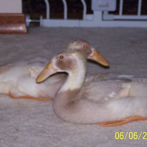 Belle and Emma our Indian Runner Ducks