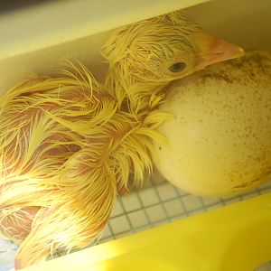 we hatched three in the incubator when Dot stopped sitting on the last eggs. Then we put the babies back with her.