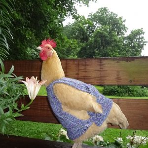 So the little hen at home now has her own sweater