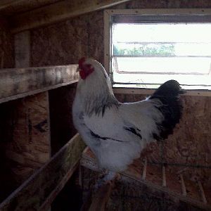 Big Daddy - posing inside the coop.