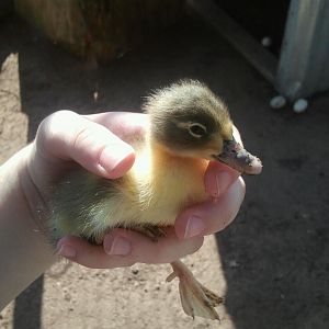 Duckling.