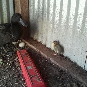 Caya and sleepy duckling.