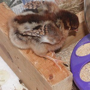 This is one of the two (now slightly smaller) birds with darker, kind of rusty brown coloring.