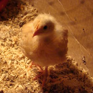 2 weeks old.